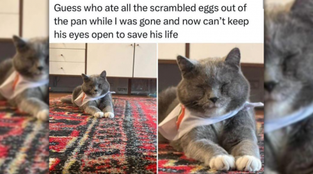 20 Hissterical Cat Memes Proving That Every Day Can Be Caturday if You Start It Purrfectly