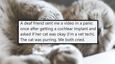 'Got hearing aids today and cried because my cat purred': Wholesome stories of deaf people hearing their cats purr for the first time and getting emotional