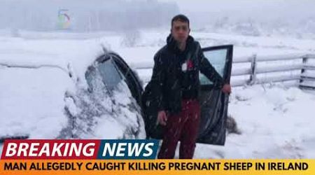 BREAKING NEWS: FOREIGN MAN ALLEGEDLY CAUGHT KILLING PREGNANT SHEEP IN IRELAND