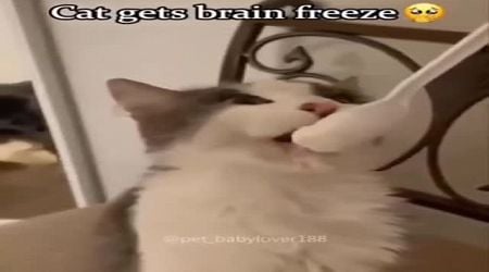 Cats And Ice Cream (VIDEO)