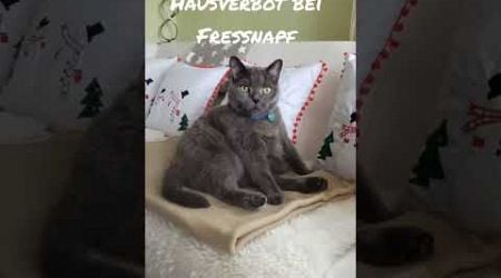 Apollo #Chartreux Ich habe Hausverbot bei Fressnapf