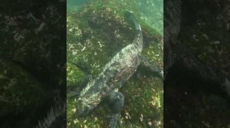 Iguana, Galapagos islands #iguana #galapagos #buceo #dive #wildlife #animals