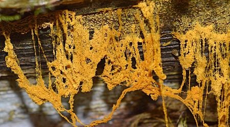 Salt on your pretzel slime mold?