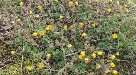 Potentilla arenaria shows its potential as Latvia's Plant of 2025