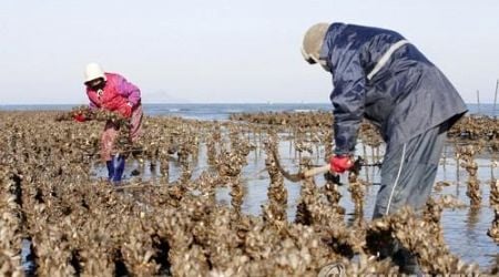 S. Korea eyes to become top oyster exporter by 2030: oceans ministry