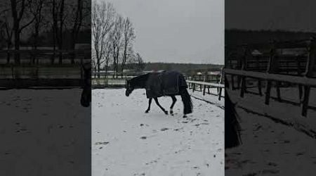 Wanneer is het weer zomer? Paarden en sneeuw vind ik geen goede combinatie! #paard #horse #paarden