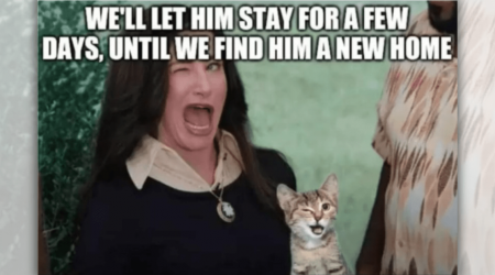 27 Heartwarming Memes That Celebrate Cat Companionship to Light a Feisty Fire in Your Feline-Loving Heart