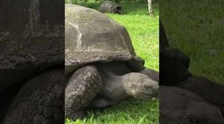 Giant Galapagos Tortoise