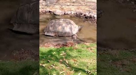 Galapagos tortoise