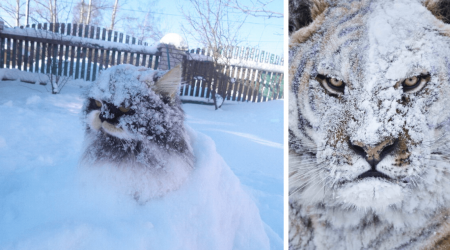 26 Hissterically Grumpy Cats Meowing to Come Back Inside After Experiencing Exactly 0.1 Seconds in the Snow