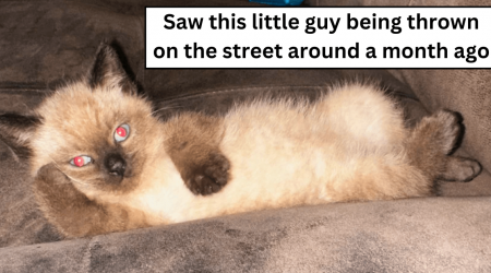 Smol Siamese kitten thrown from a car to the street, hearty hooman scoops up the purrecious cute cat and gives him a furever home: 'As I type this he's making biscuits on my head'