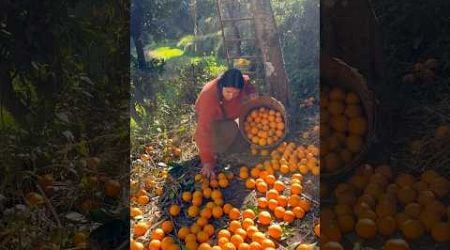 Harvesting malta (orange) #uttarakhand #orange # #youtubeshorts