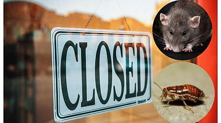 Decomposed rat carcass and live cockroaches found on walls as several food businesses ordered to close across Ireland