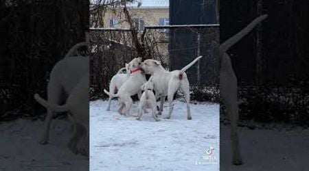 KORDOBOS AIDAS DOGO ARGENTINO KENNEL LITHUANIA #dogoargentinopuppies #dogoargentinoworld