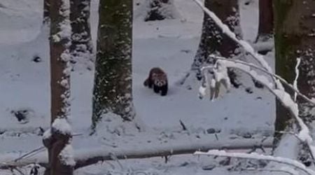 Snowstorm helps red pandas escape from zoo enclosure