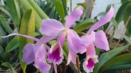 Colorful tropical emotions await visitors to the Botanical Garden of BAS