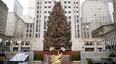 Belgian food safety authority: Do not eat Christmas trees