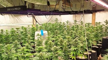 Police Discover Large Large Marijuana-growing Greenhouse in Burgas Region