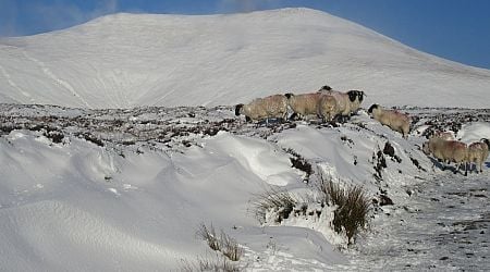 Farmers pitch in to rescue sheep buried under snow on Galtee Mountains