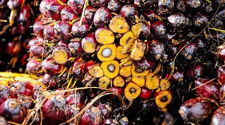 2025 News items - WTO panel issues report regarding EU measures affecting palm oil, biofuels from Indonesia