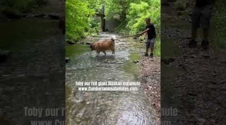 Toby. The Giant Red Alaskan Malamute #malamute #redmalamutes #cumberlandmalamutes