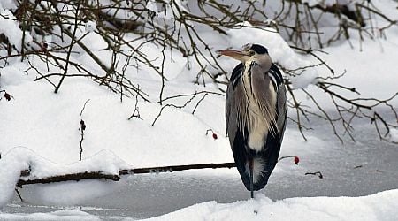 Weekend: Help scientists learn more about birds in Slovakia