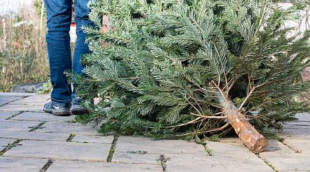 Don't eat your Christmas trees, Belgians warned