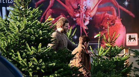 Not for dinner: Why Belgium has warned against eating Christmas trees