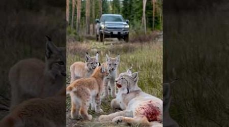 Animal rescue teams cared for an injured Canada lynx