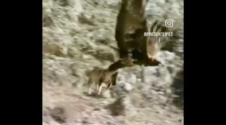 EAGLE VS WOLF #wildlife #animals #nature #youtube #animal #youtubeshort #like #subscribe #wolf #fyp