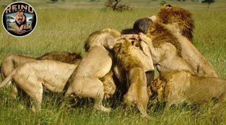 Leones Africanos - La Vida de Supervivencia en las Sabanas #animalessalvajes| Reino Animal