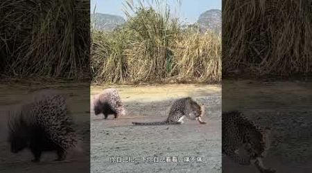 Leopard caught porcupine but got stabbed by porcupine&#39;s quills Animal World Highlights of Animal