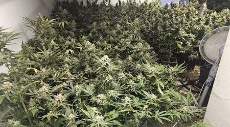 Police Bust Cannabis Greenhouse in Sofia