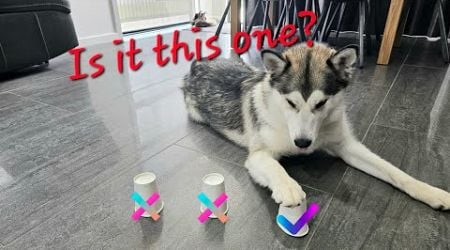 Stella the Alaskan Malamute Dog playing Guess the cup