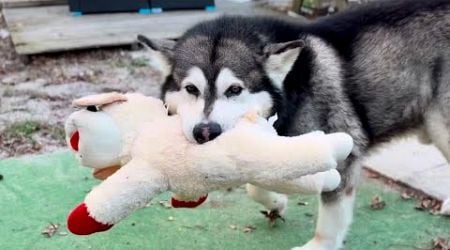 Malamute&#39;s Clever Toy-hiding Tactics Revealed! Watch Giant Husky Play With Lambchop #huskies #dogs