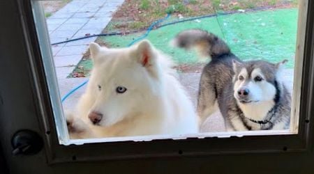 Smart Husky Can&#39;t Resist Hot Oatmeal - Watch Her Open The Door On Command! #husky #alaskanmalamute