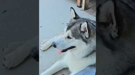 Stella the Alaskan Malamute relaxation time. #husky #alaskamalamute #huskylife