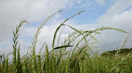 Glyphosate-resistant weeds have evolved in the UK for the first time