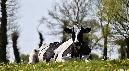 Plans to protect Irish livestock amid foot-and-mouth disease outbreak in Germany