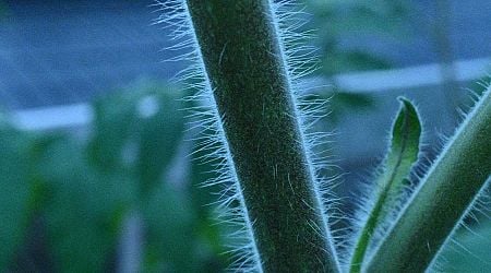 Tomato plants are covered in tiny anti-pest booby traps