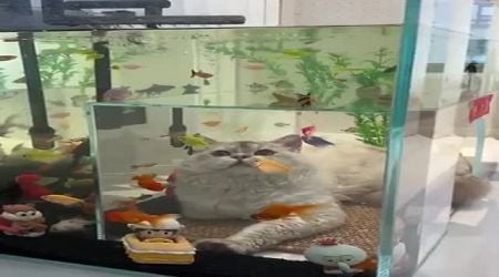 Cats And Aquariums (VIDEO)