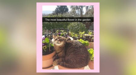 23 Cracking Cat Memes to Tickle Your Feline Fancy to Spend a Calming Furiday Afternoon in an English Rose Garden