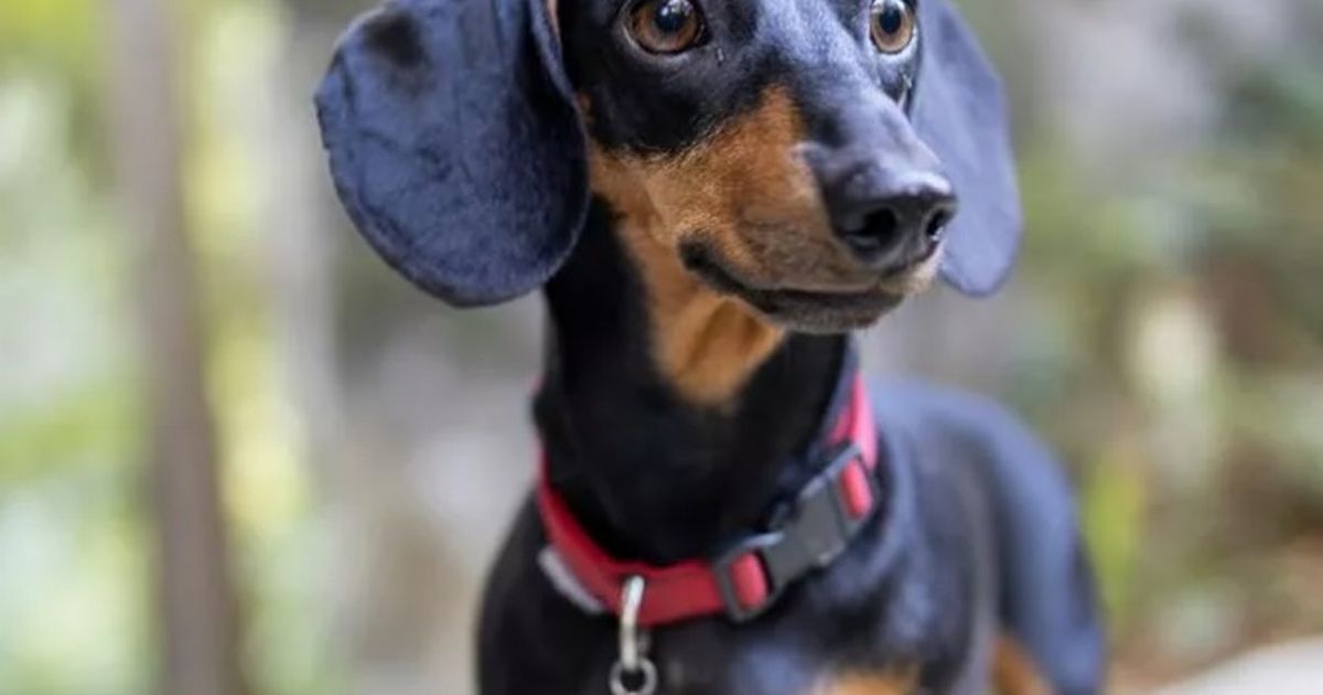 Sausage dogs warned over incoming dachshunds ban - and more breeds could follow
