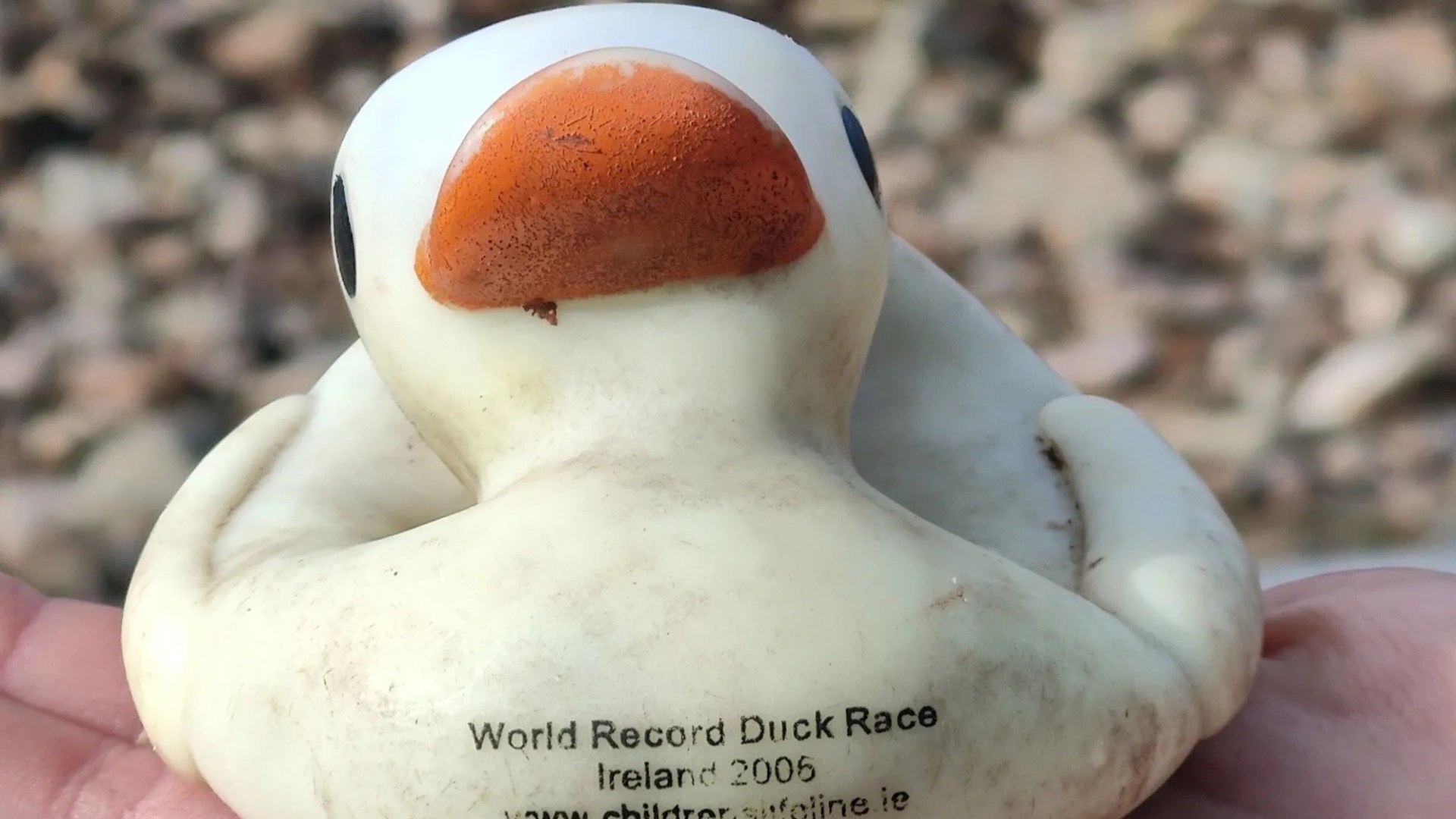 Rubber duck that escaped failed world record race in Ireland 18 years ago found 680km away