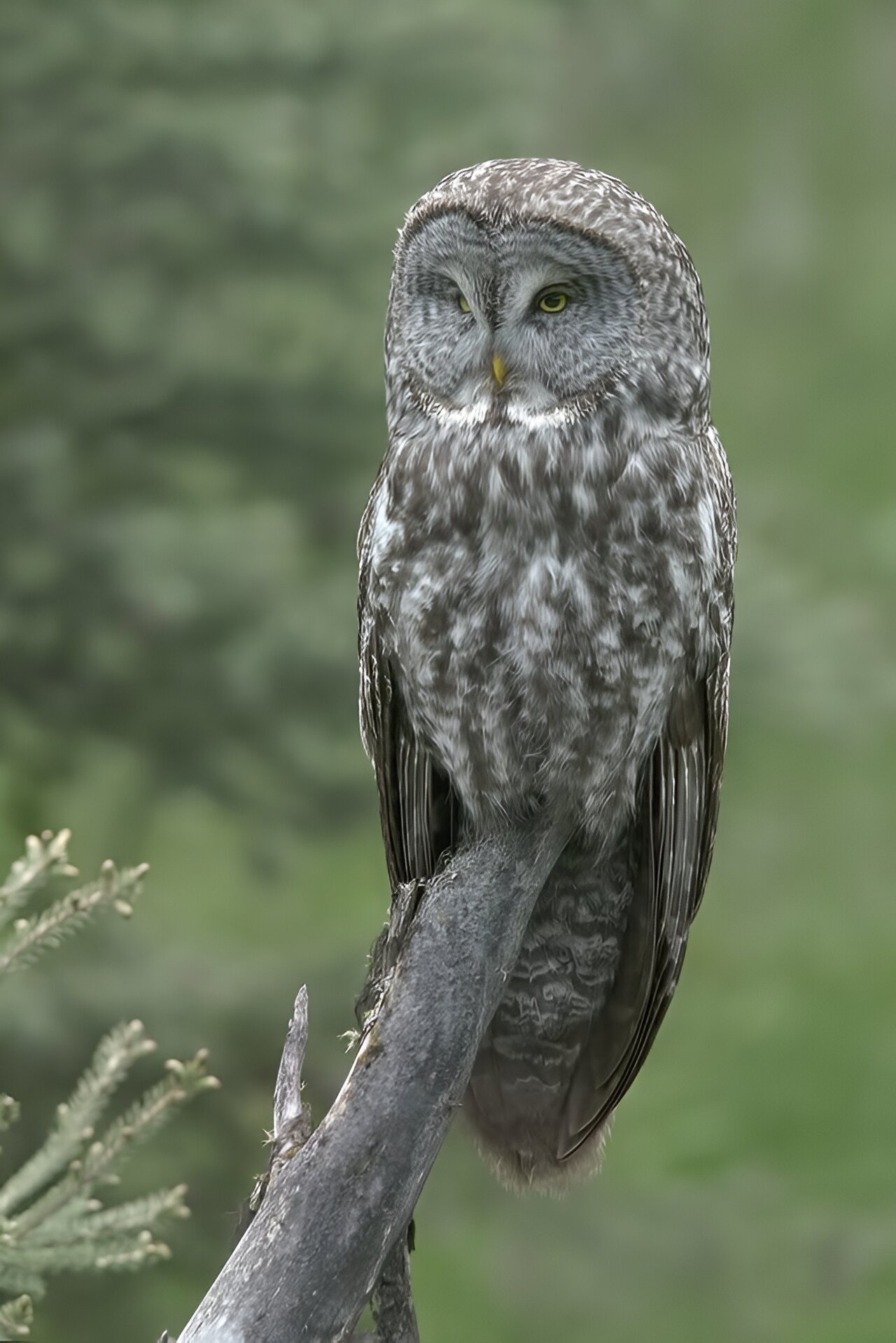 Machine learning provides a new picture of the great gray owl
