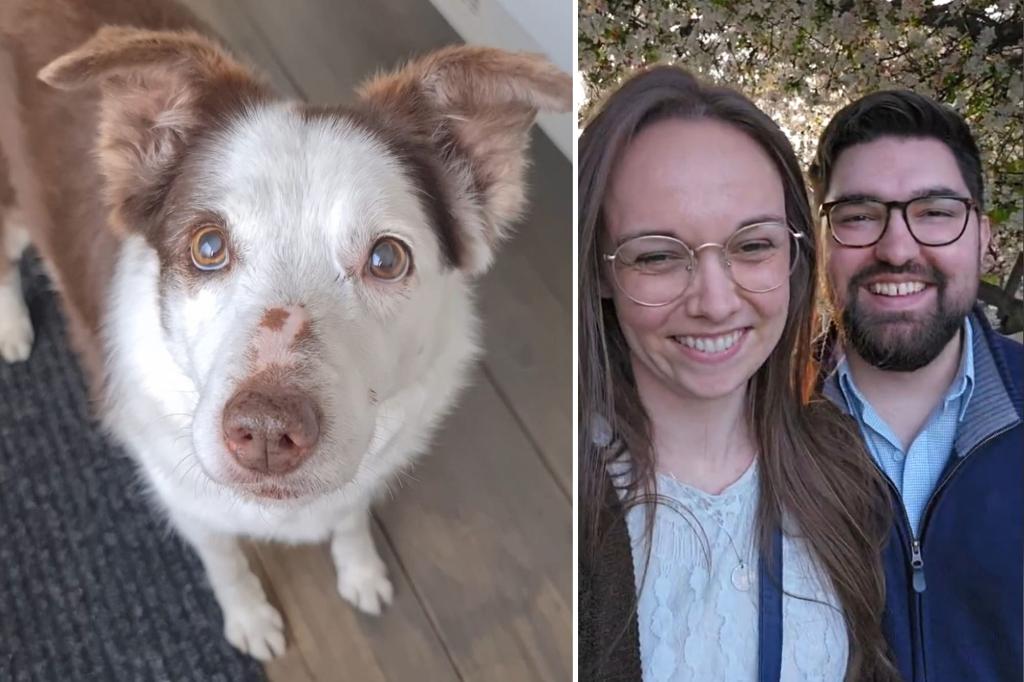 Dying dog plays matchmaker for mom and pilot
