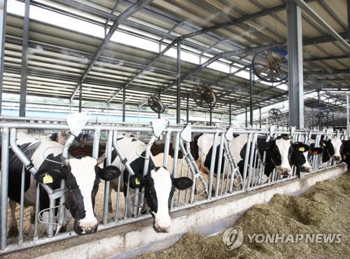No. of beef cattle at S. Korean farms down in Q1 on falling prices