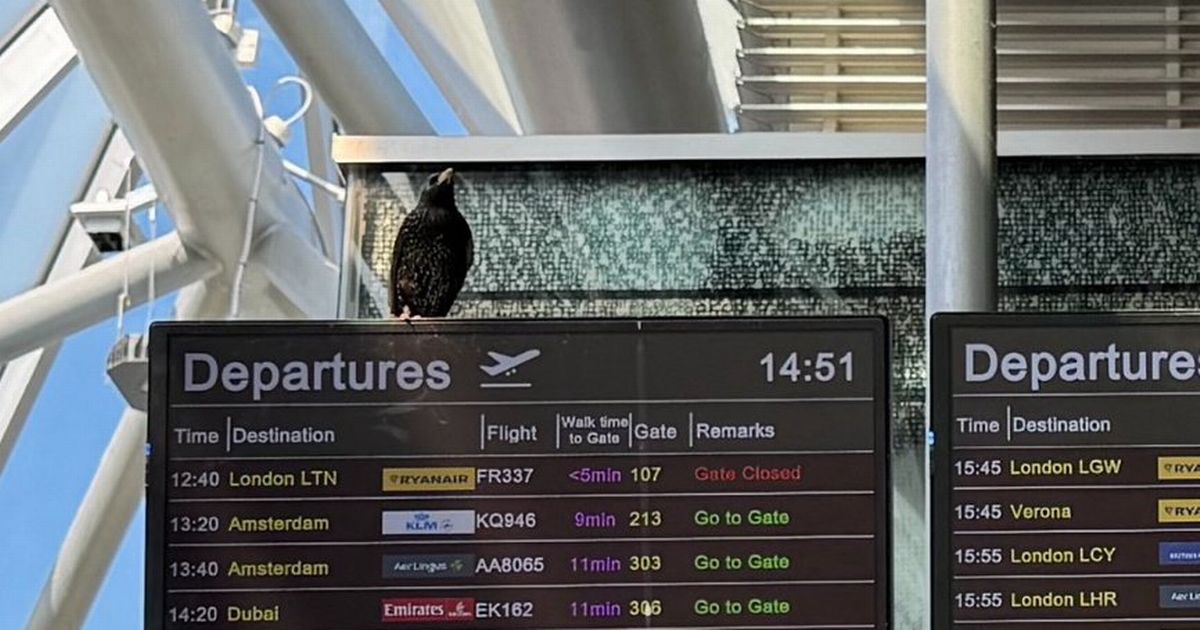Dublin Airport asks public to suggest names for bird trapped inside terminal