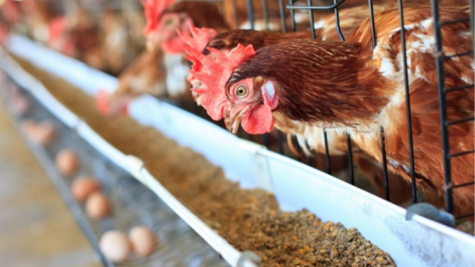 Bird flu hits 40% of laying hens