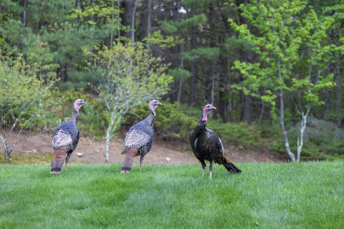 Wild turkey populations declined in some areas of U.S.